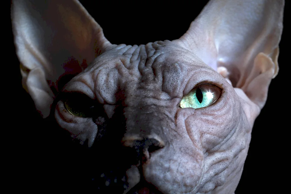 Canadian sphynx tabby