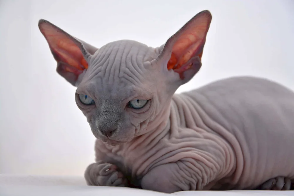 Sphynx cat breed cat breed