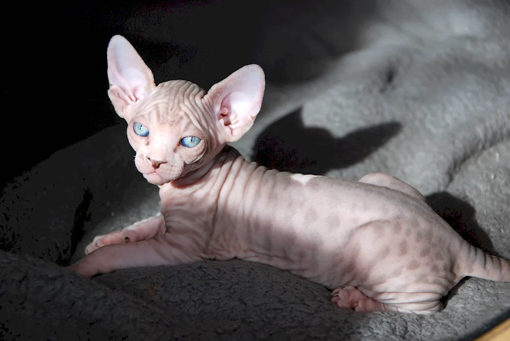 Canadian sphynx cat breed