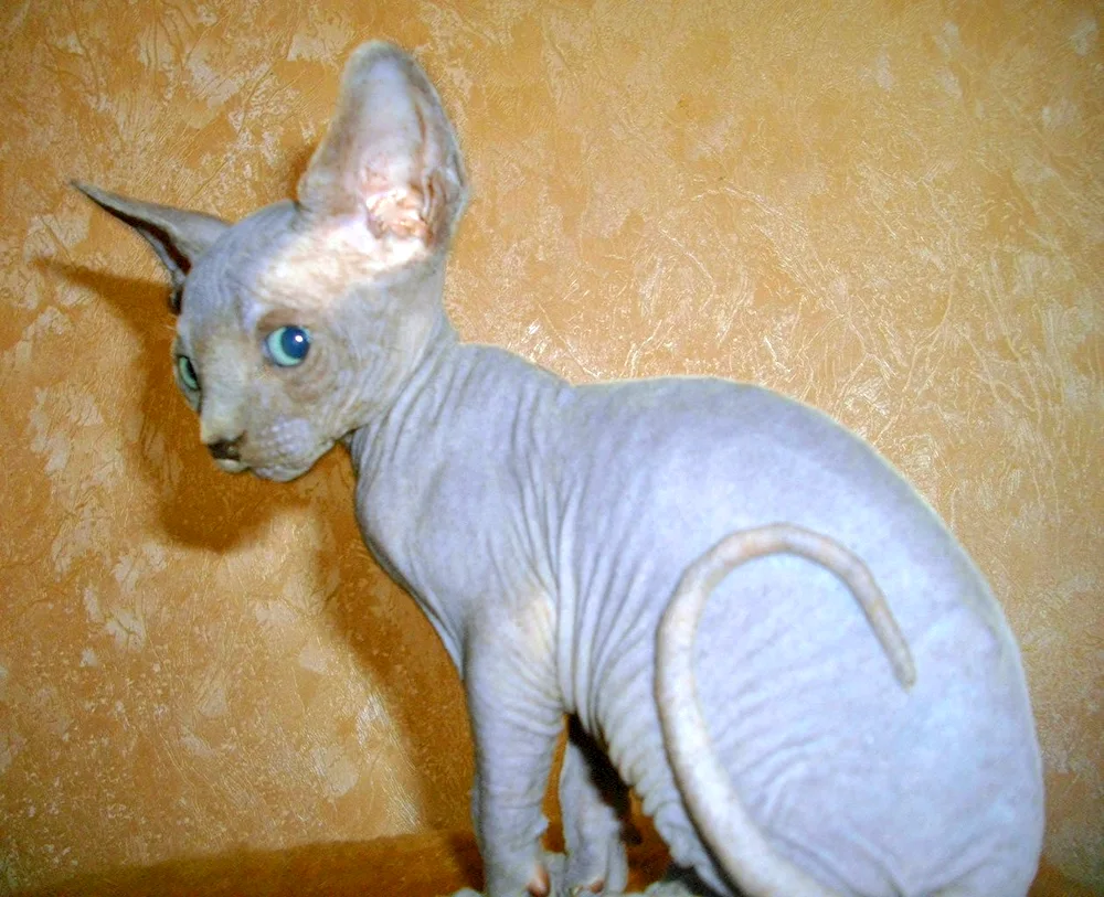 Barvet sphynx