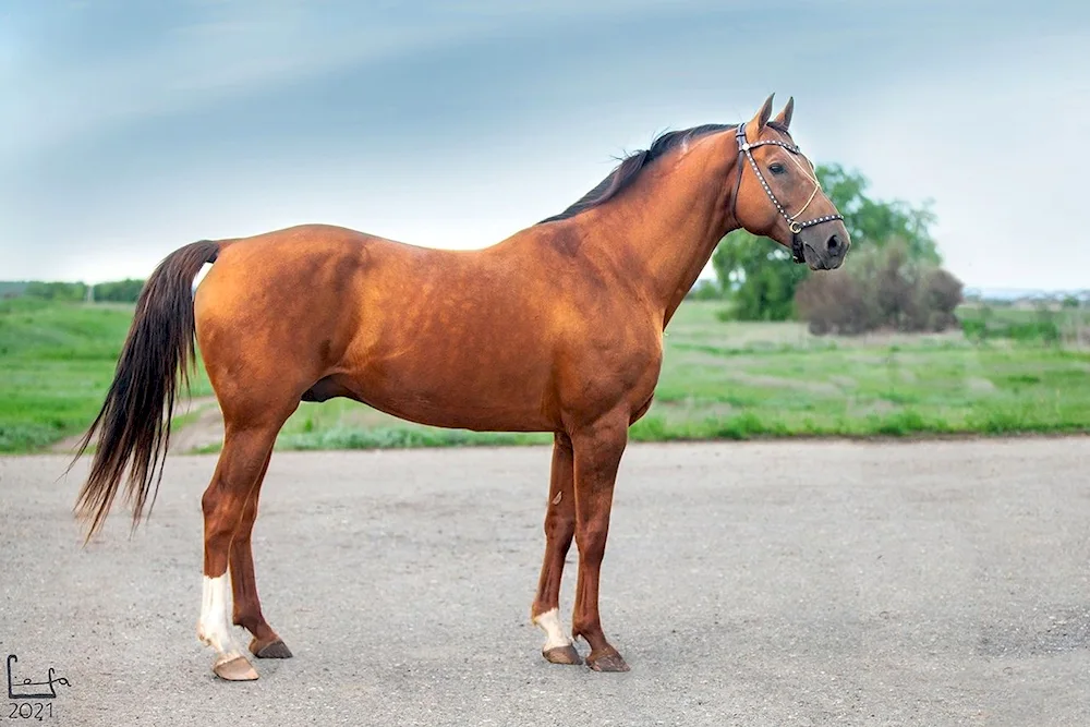 Donchak stallion Magellan