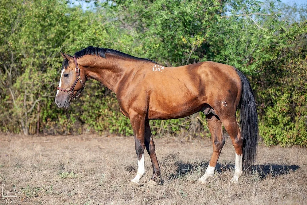 Donchak horse breed