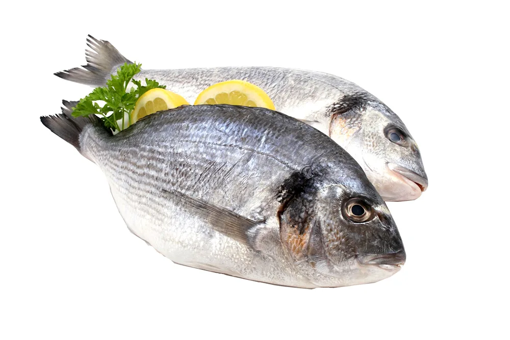 Dorado Atlantic