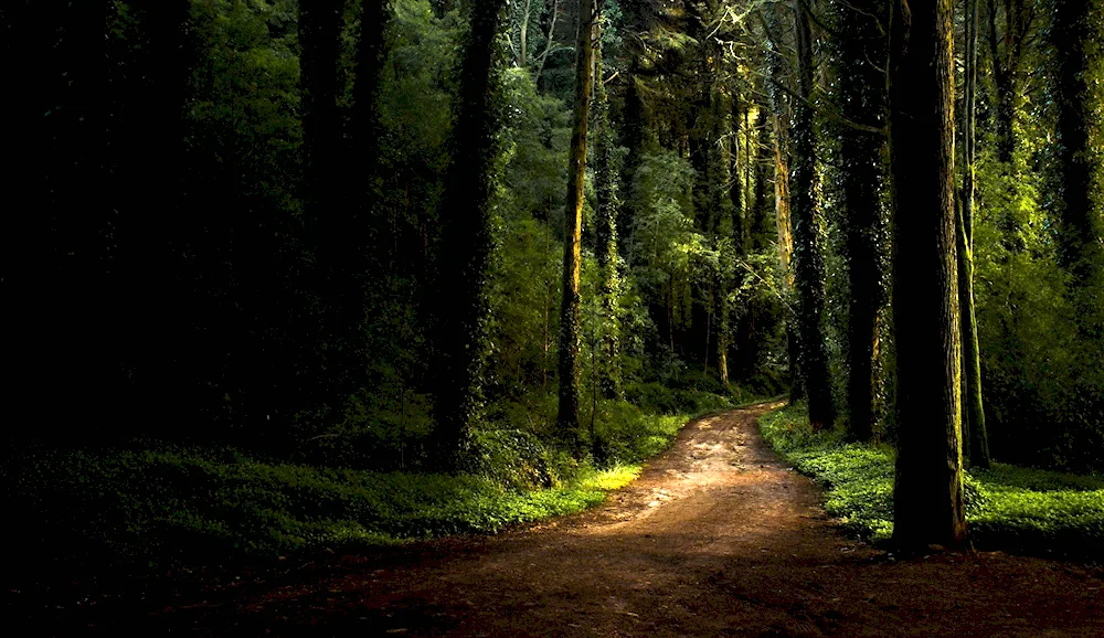 The road in the forest