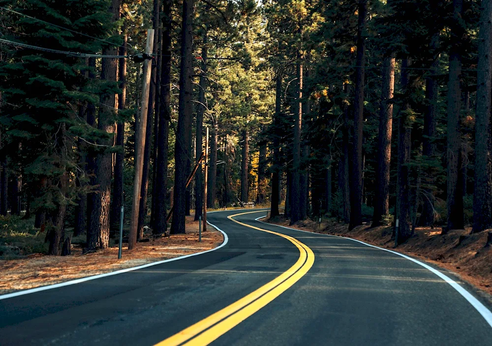 A road in the woods