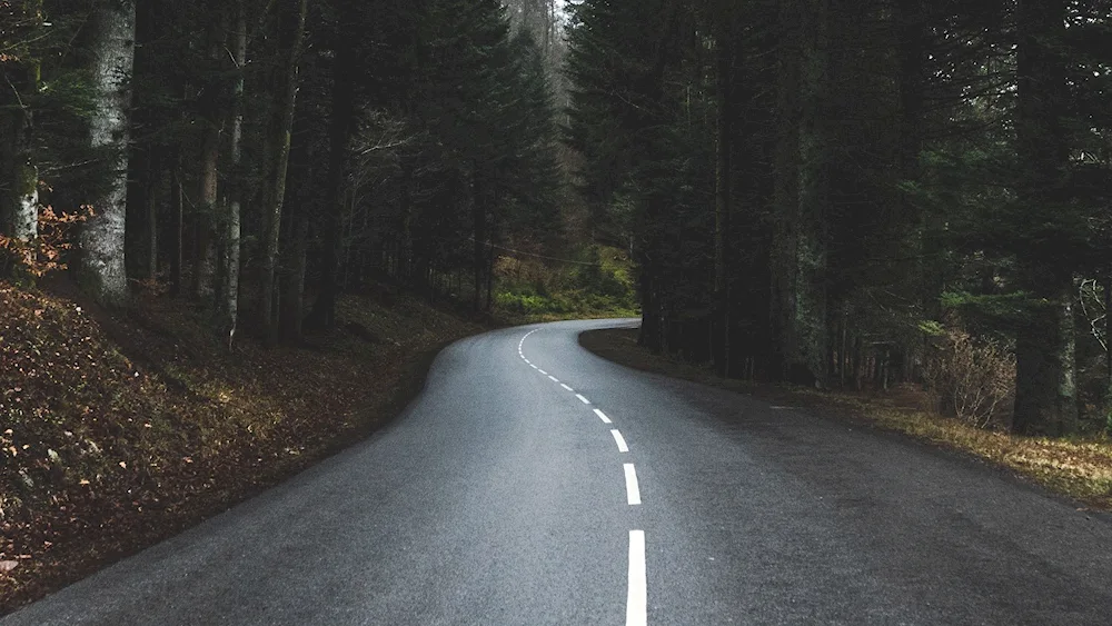 A road in the woods.