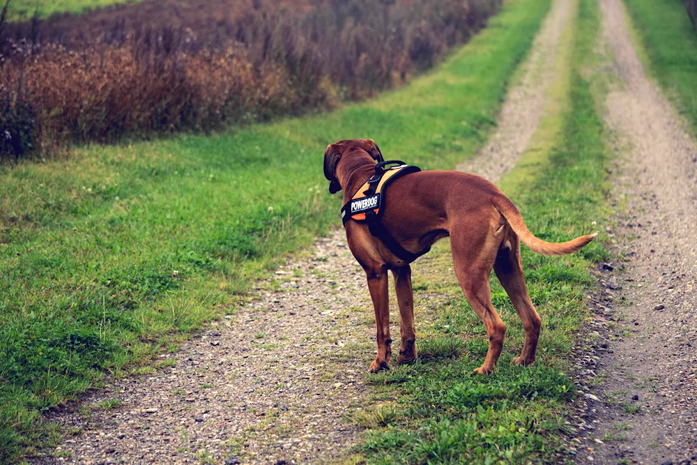 Roads dog