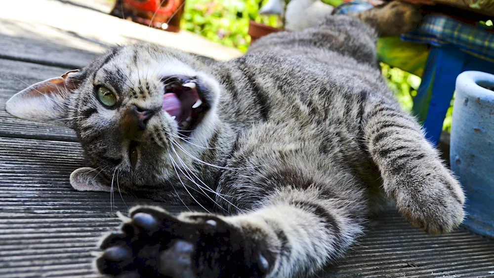 Happy cat