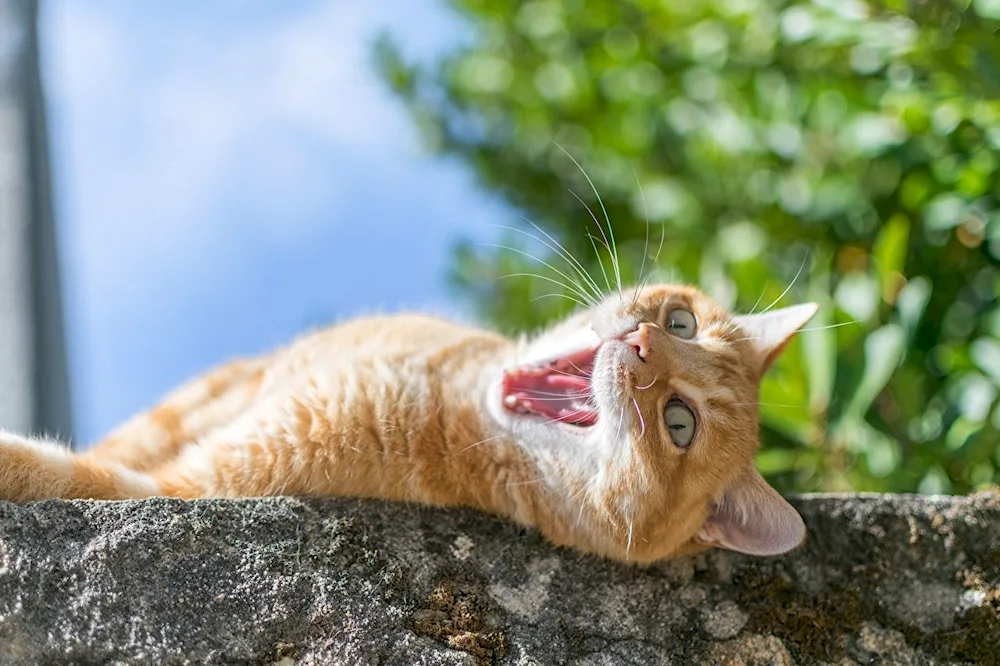 A happy ginger cat