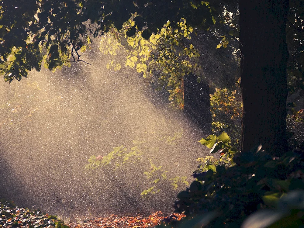 Nature rain