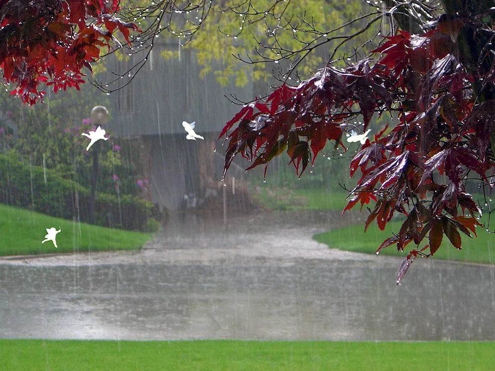 Rainful autumn rain