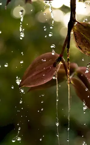 Rain on the leaves