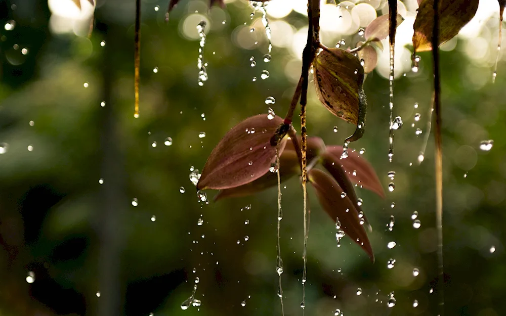 Rain on the leaves