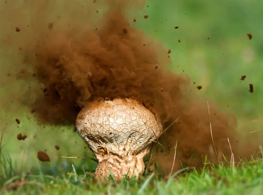 Desert mushrooms