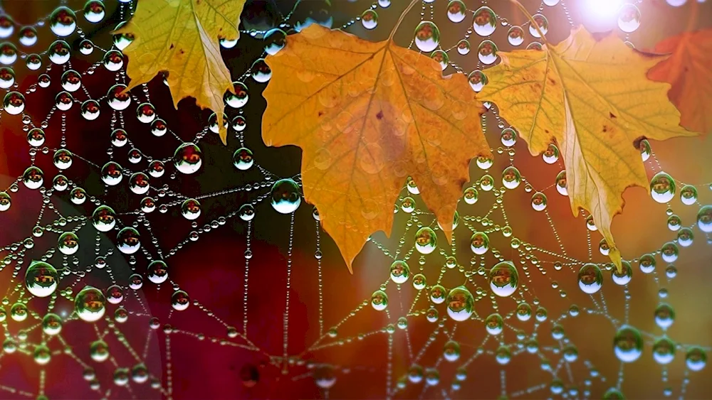 Rainful autumn