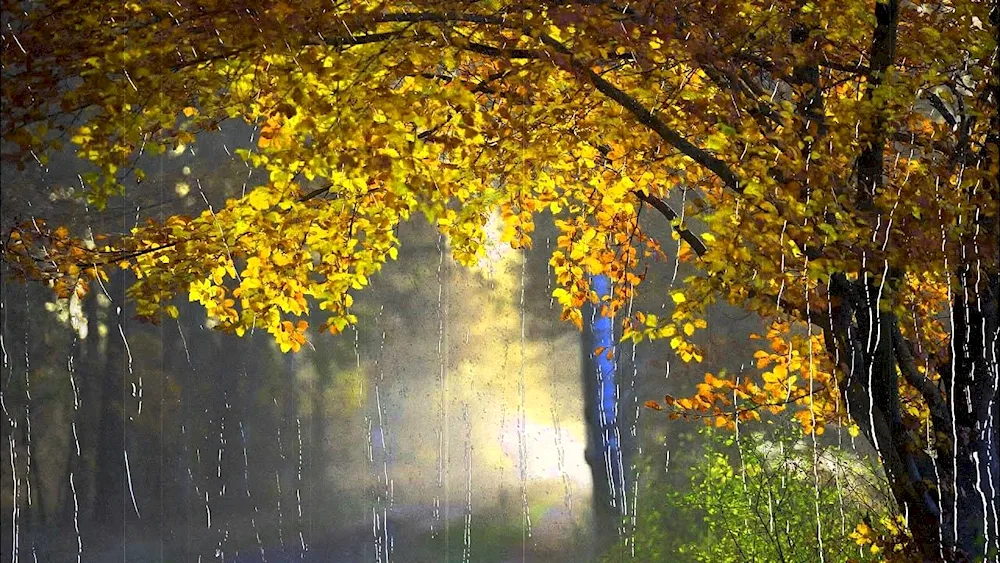 Rainful autumn