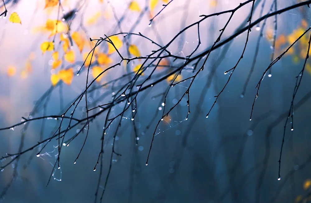 Rainful autumn autumn rain