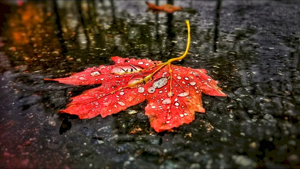 Rainful autumn rain