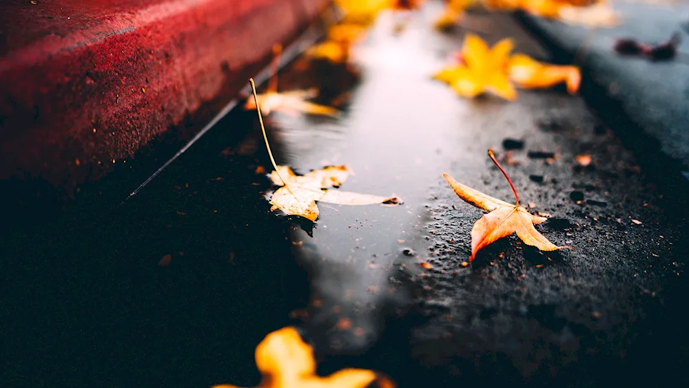 Rainy Autumn