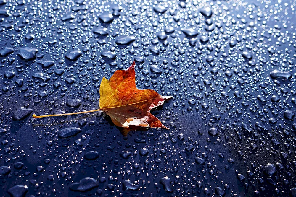 Autumn rain