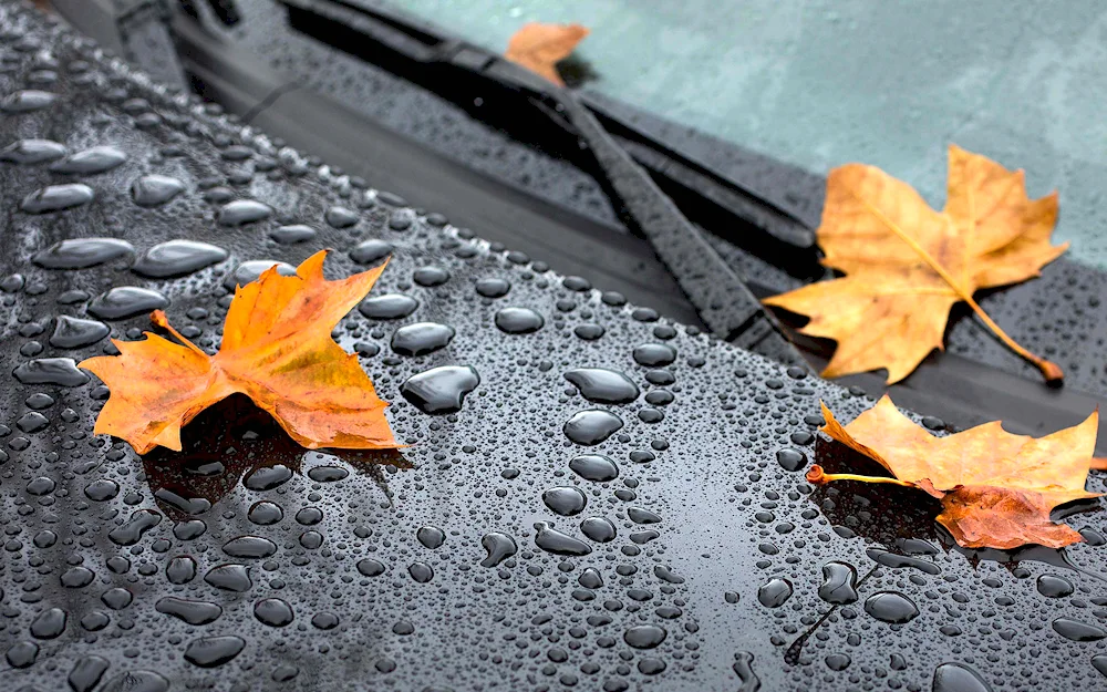 Autumn rain background