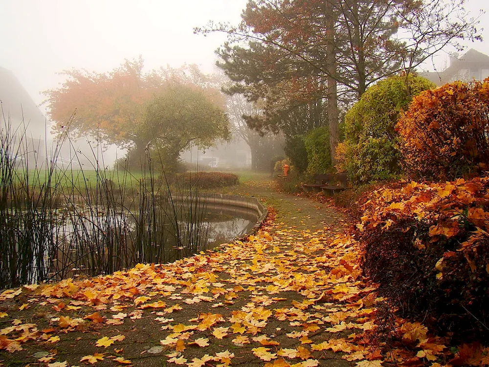 Autumn rain