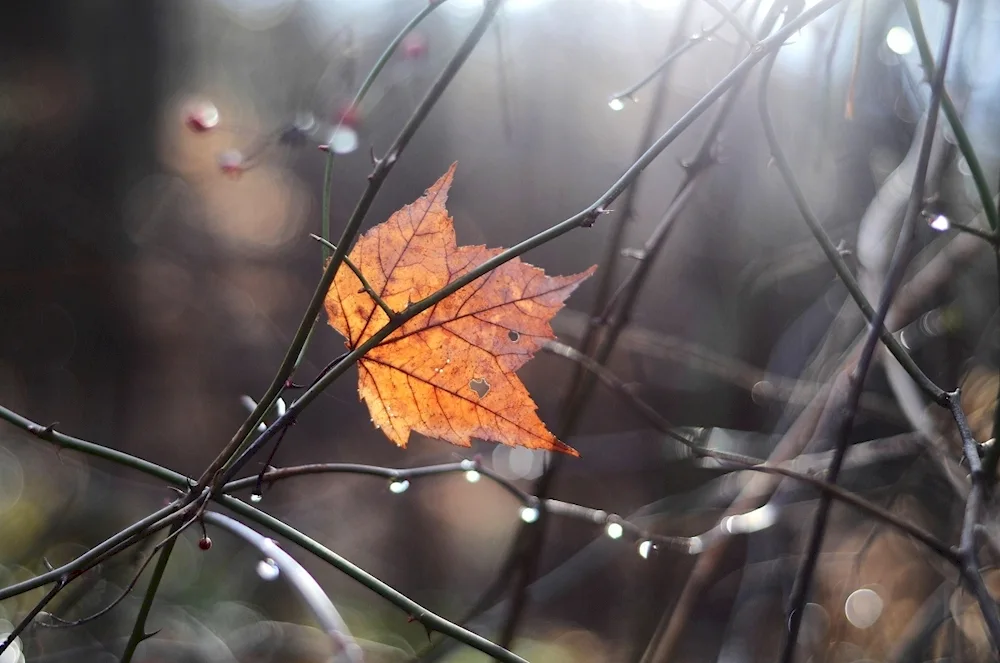 Rainy autumn