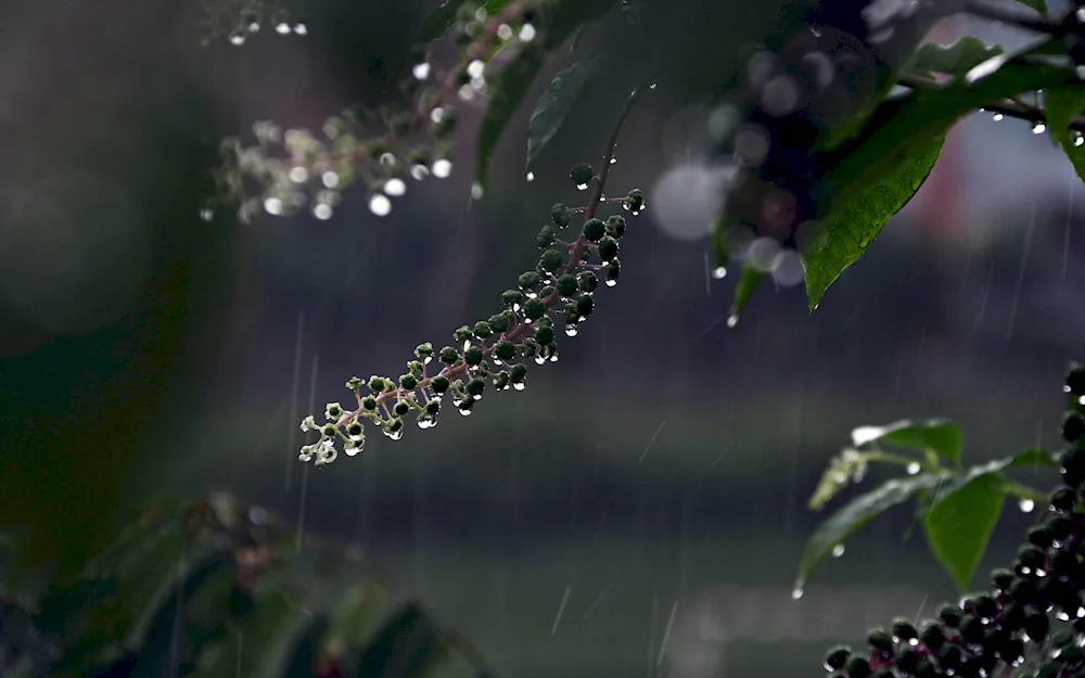 Drops on the glass