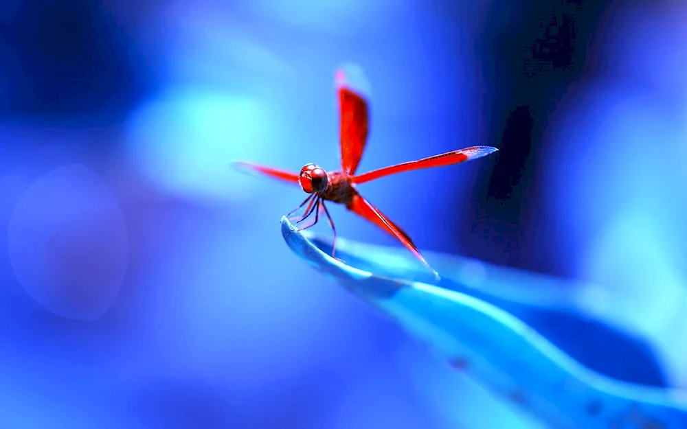 Dragonfly Dragonfly