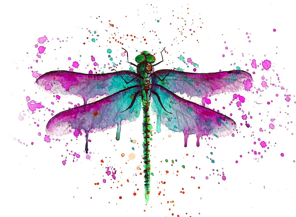 Dragonfly Dragonfly