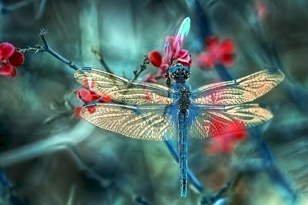 Braconfly blue Dragonfly