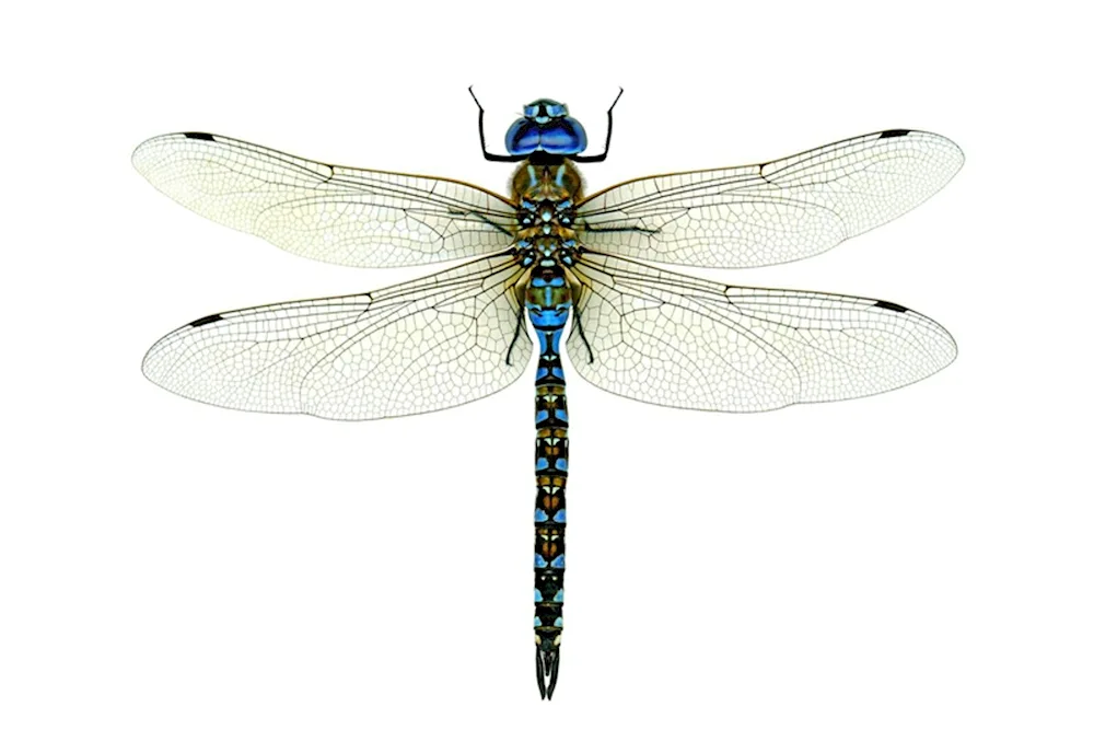 Dragonfly watercolour