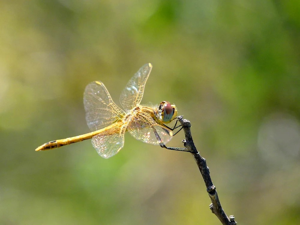 Dragonfly painting