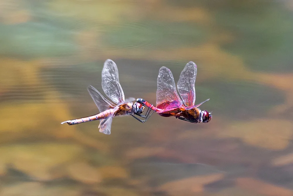 Butterflies in nature