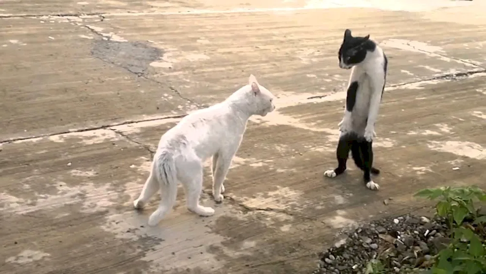 Funny cats