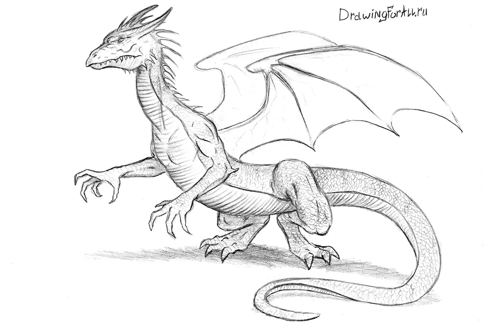 Dragon for drawing