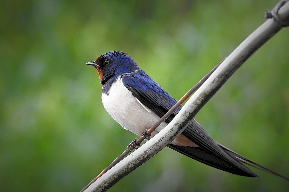 Tree Swallow