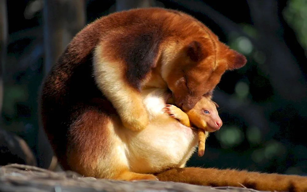 Wallaby Australia