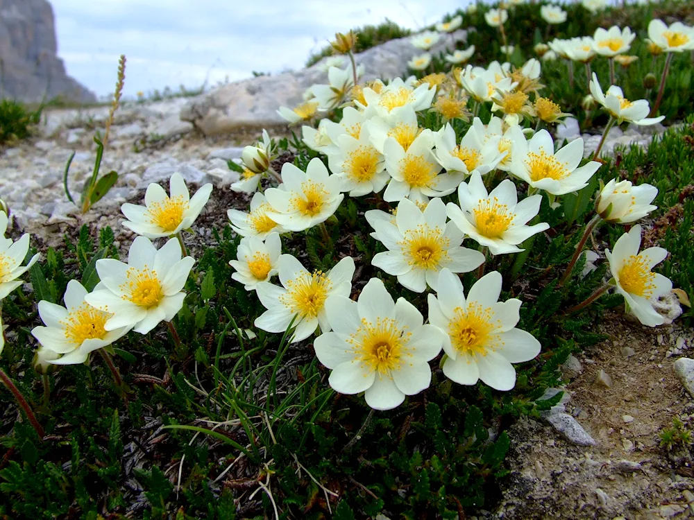 Driad's ptarmigan grass