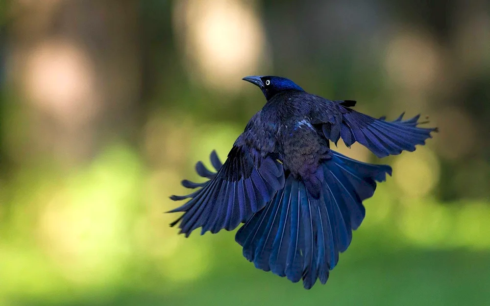 Blue jay bird