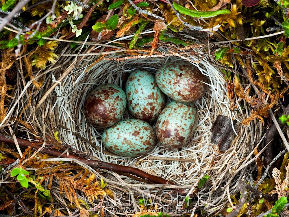 Nest with eggs