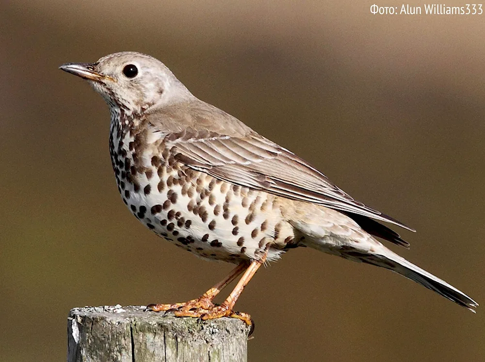 Goldian finch