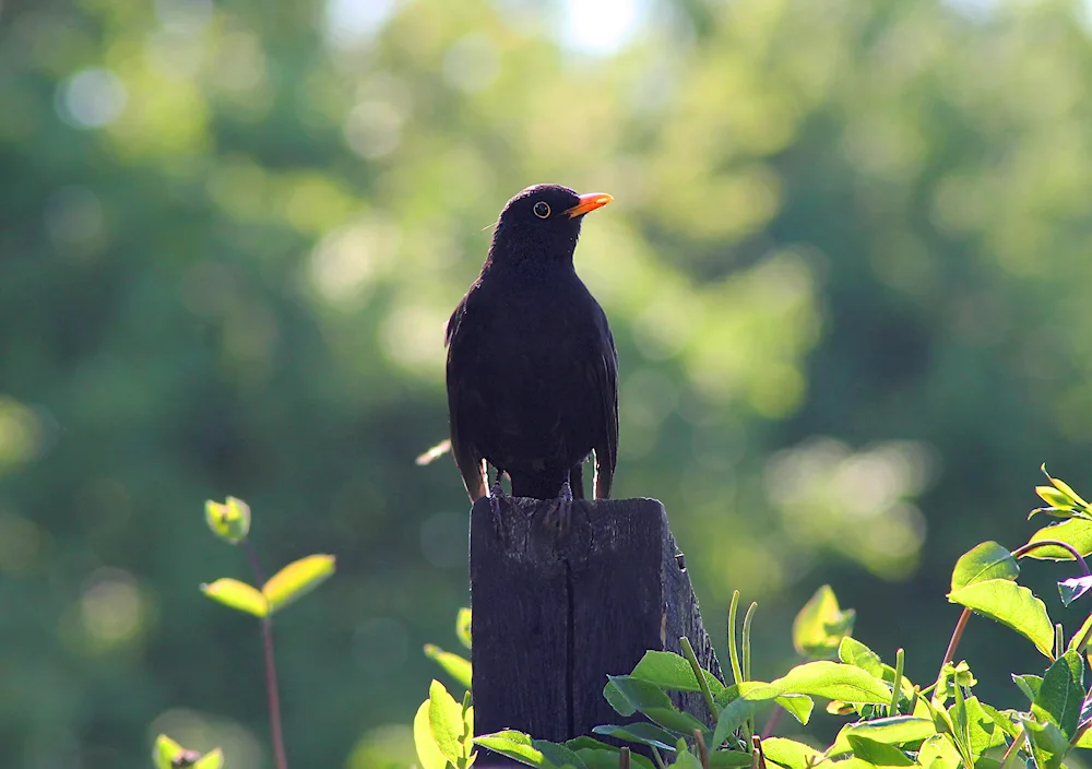 Blackbird on the branch