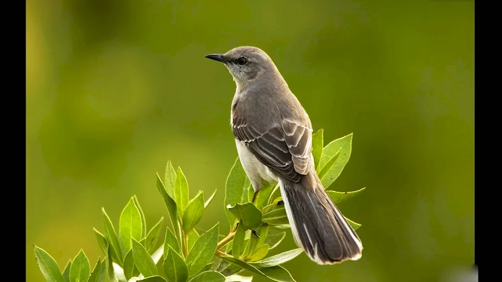 Mockingbird