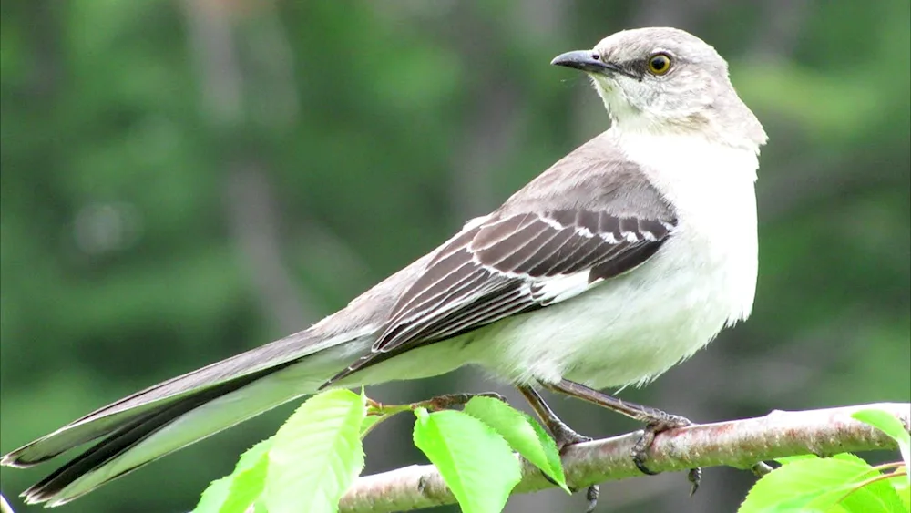 White-throated warbler