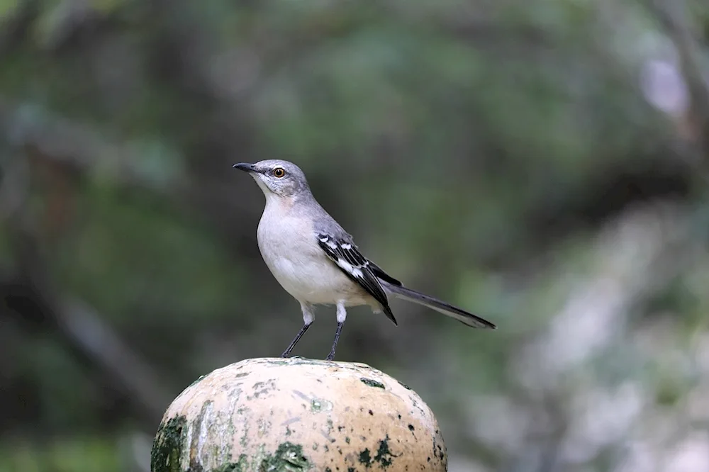 Mockingbird