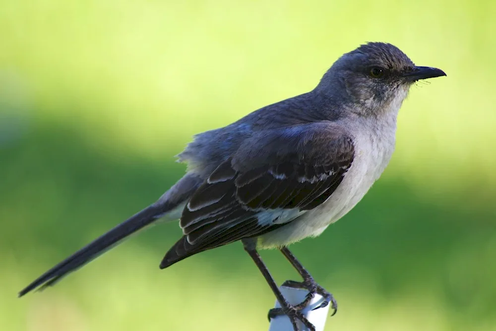 North American songbird mockingbird