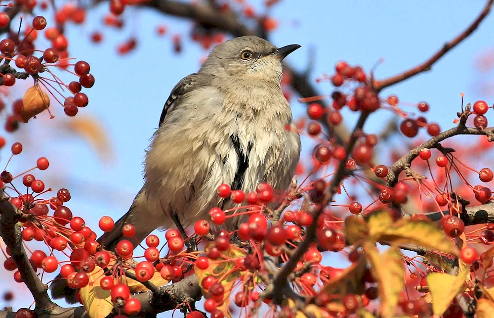 Mockingbird Bird