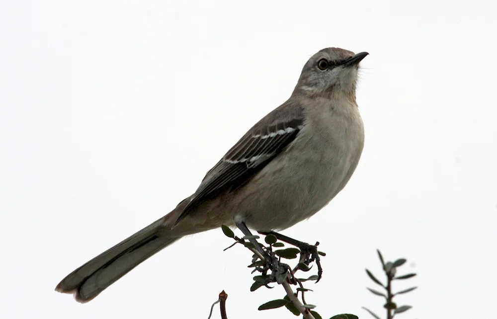 Mockingbird Bird