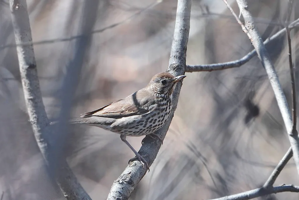 Song thrush bird